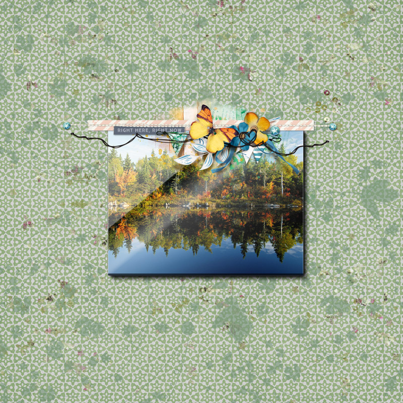 Lily-pad-july-2020-photography