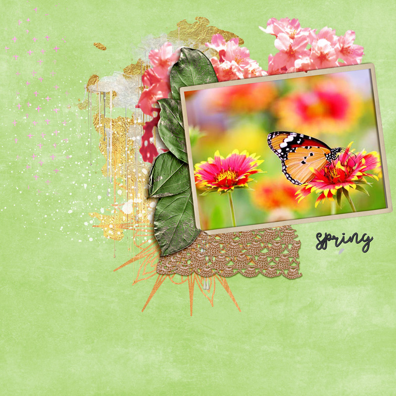 Lily-pad-may-photography