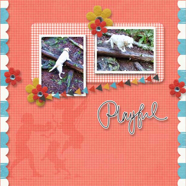 lilypad-moc-jan-20-point-shoot