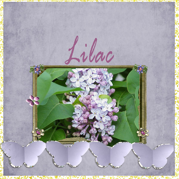Lilyss1