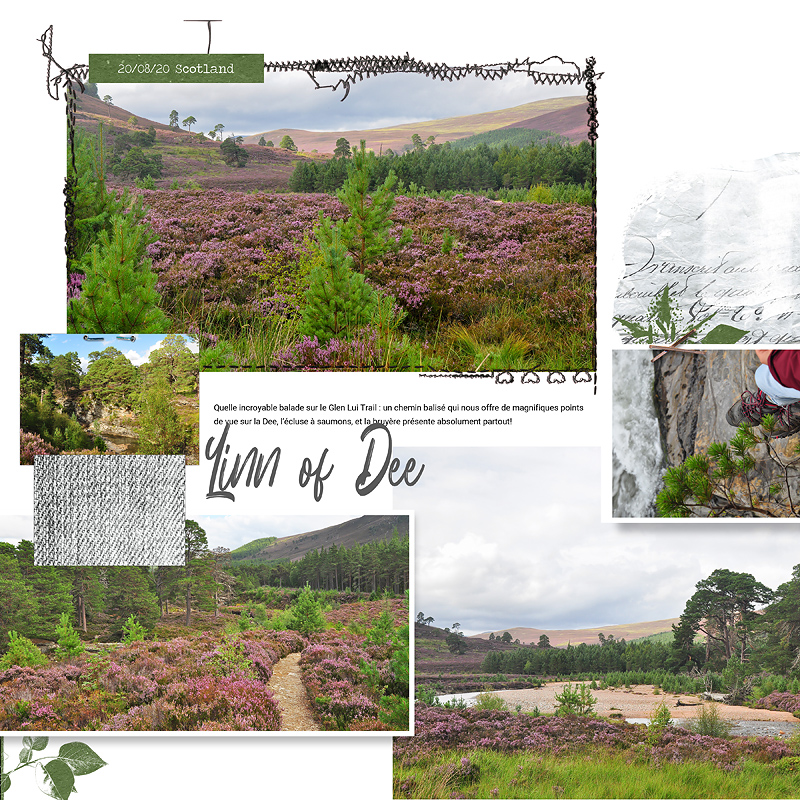 Linn Of DEE Lilypad