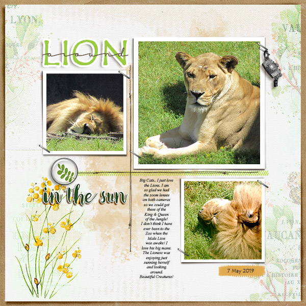 Lion Around