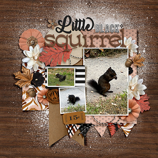 Little Black Squirrel