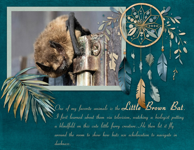 Little-Brown-Bat