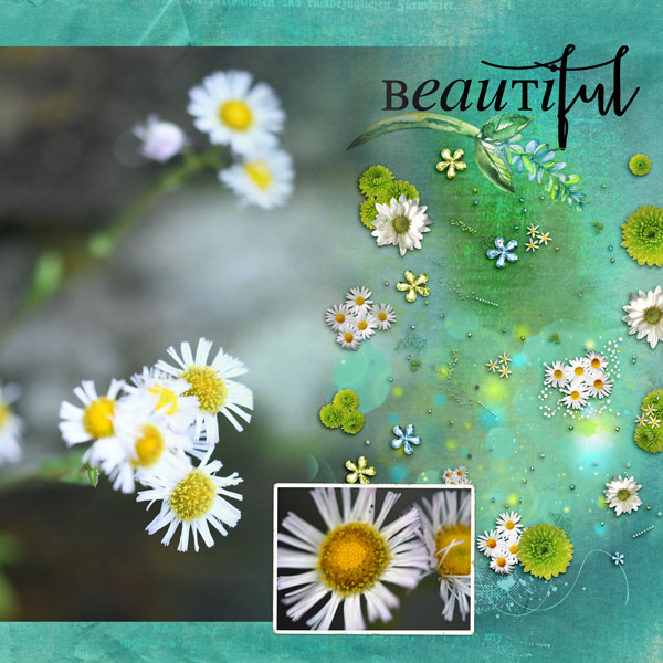 Little daisies