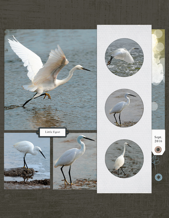 Little Egret