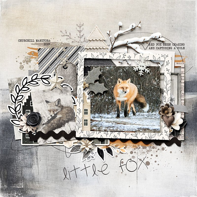 Little Fox