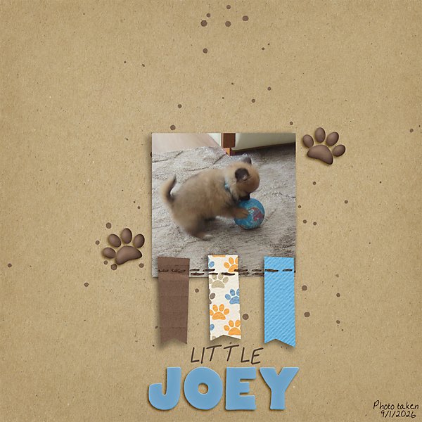 Little Joey