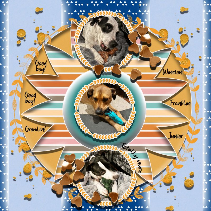 LOD SoCo All My Grand Dogs Winston, Franklin And Junior