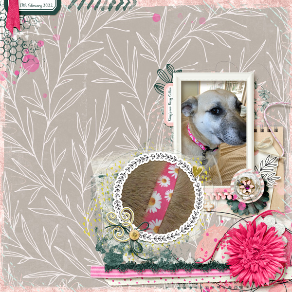 LOD0217_jj_daisysnewdaisycollar