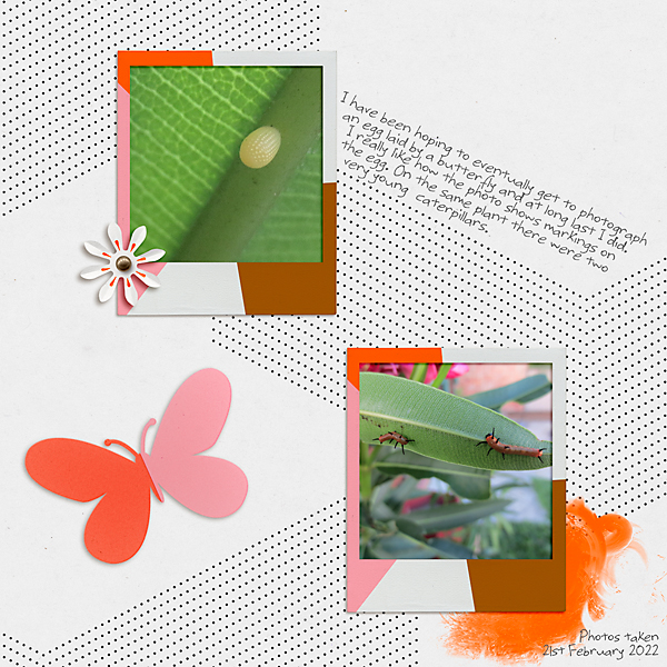 LOD_Allison Pennington_Butterfly Egg