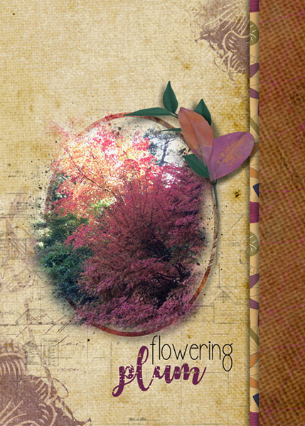 LOD_Amy Wolff_Flowering-Plum