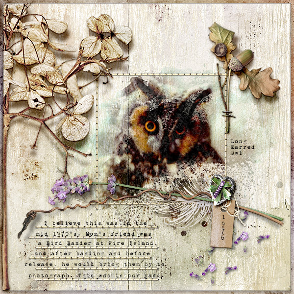 Long Earred Owl