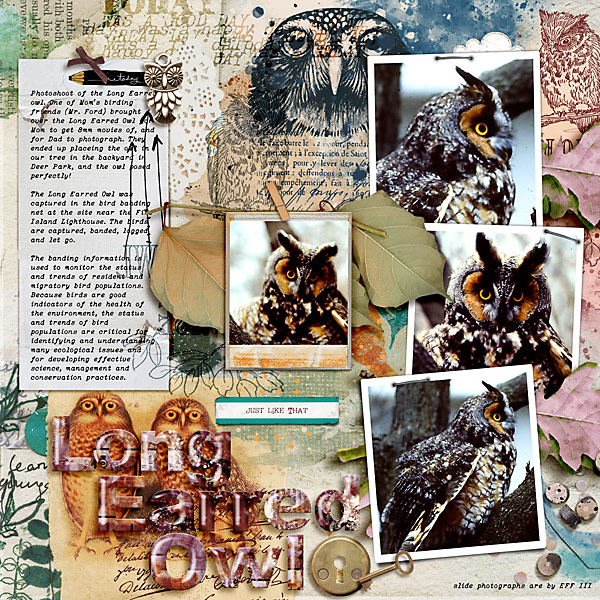 Long Earred Owl