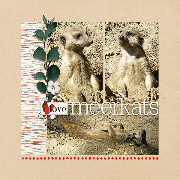love meerkats