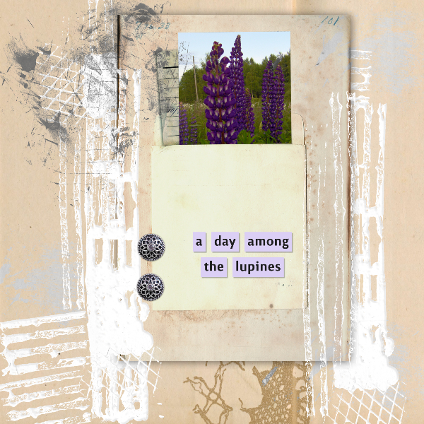 Lupines