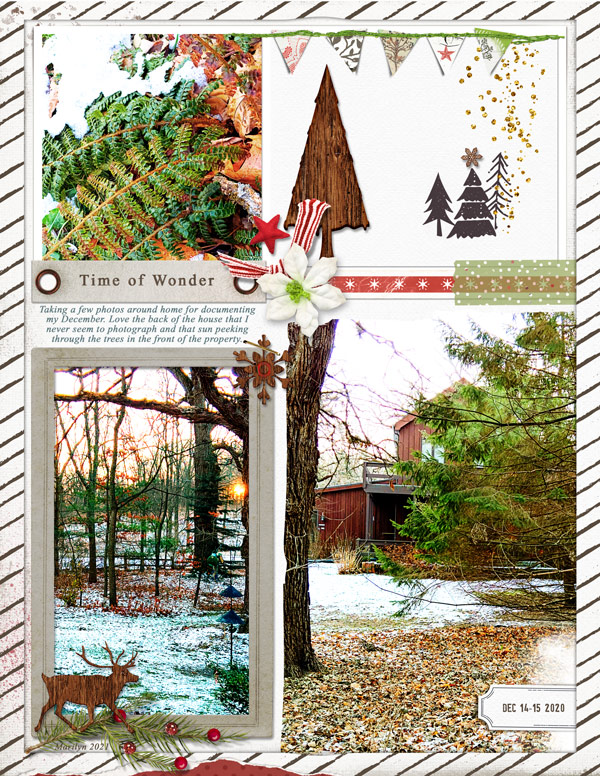 Lynn-Grieveson_2021-11_November_SOSN_1124_Starry-Woods_web