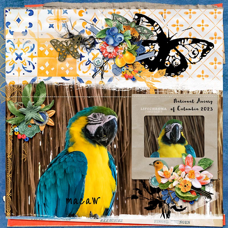 Macaw