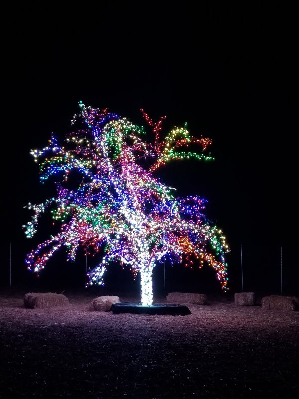Magic Tree Original Photo