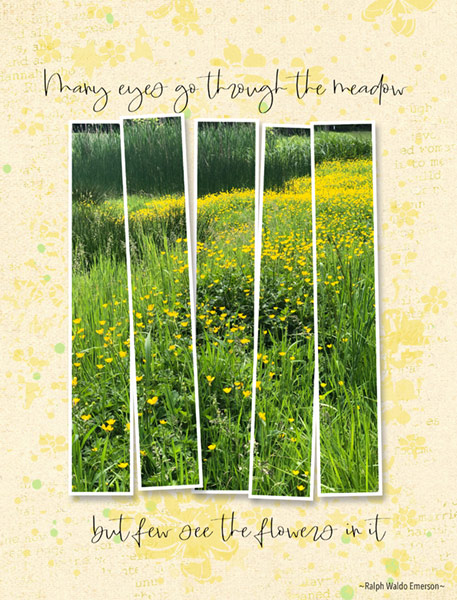 ManyEyesGoThruMeadow