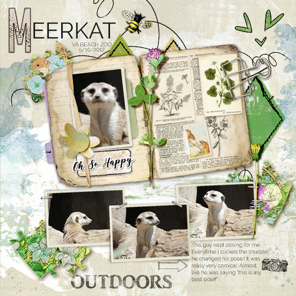 Meerkat