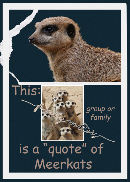 Meerkats