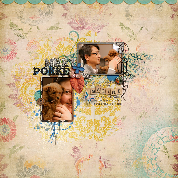 Meet Pokke