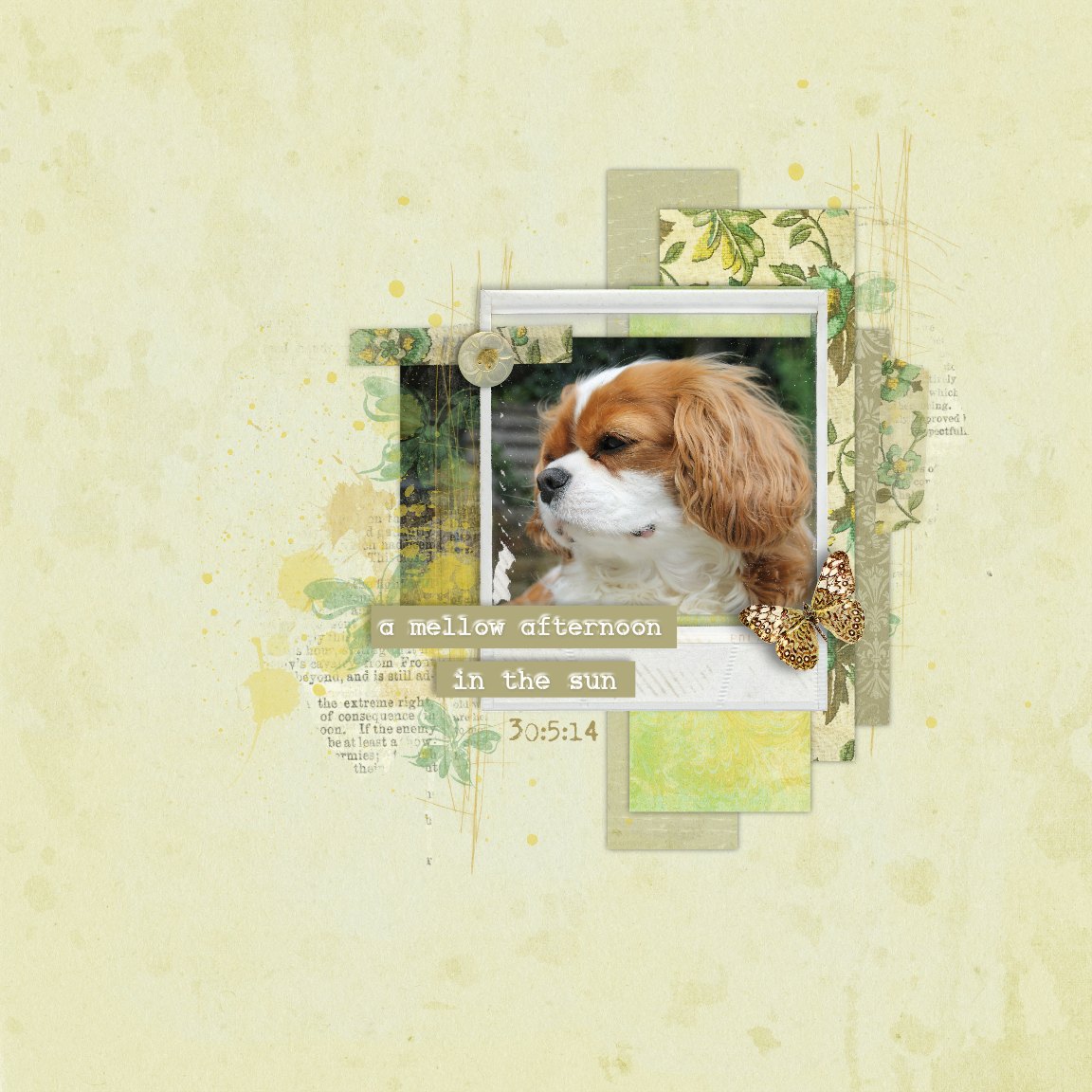 Mellow Poppy