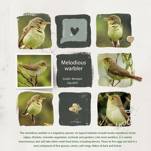 Melodious warbler