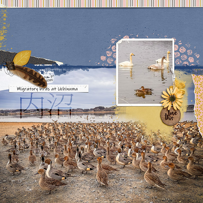 Migratory birds - Uchinuma - Japan