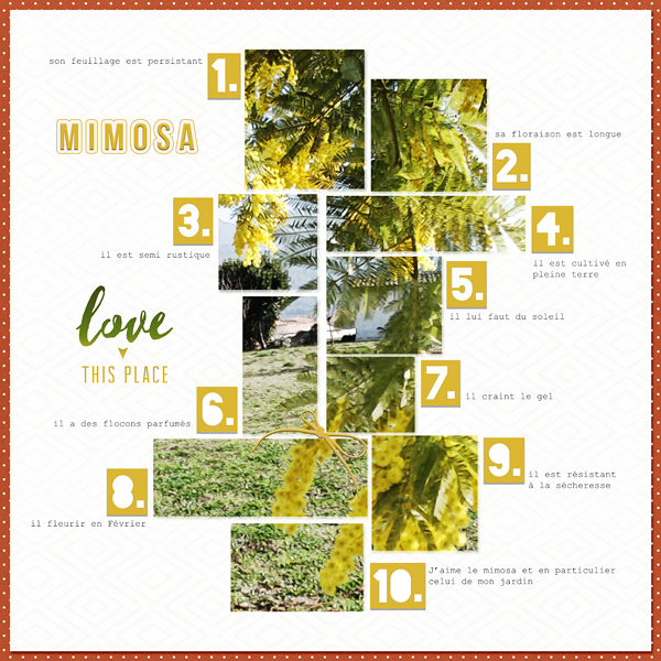 Mimosa