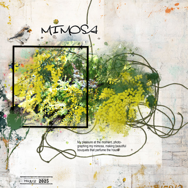Mimosa