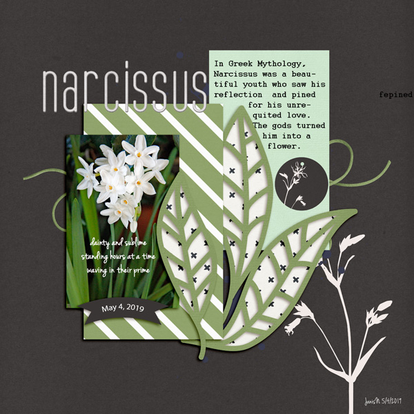 MIS_narcissus