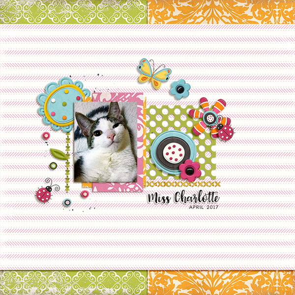 miss charlotte