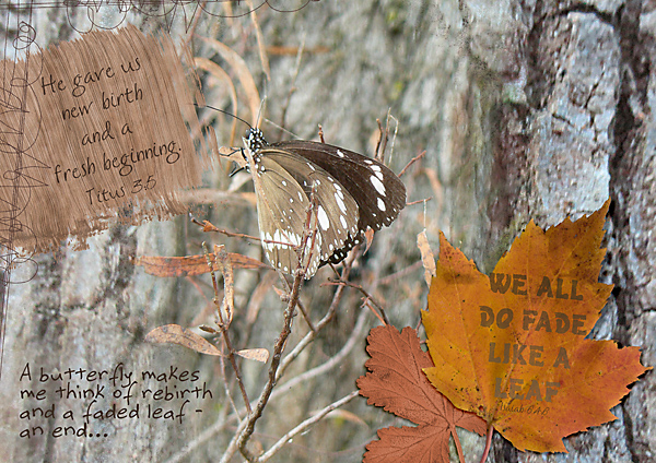 MMFeb_Leaves-and-Bark