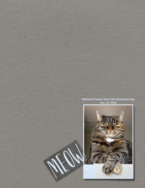 MOC-22_Meow-1