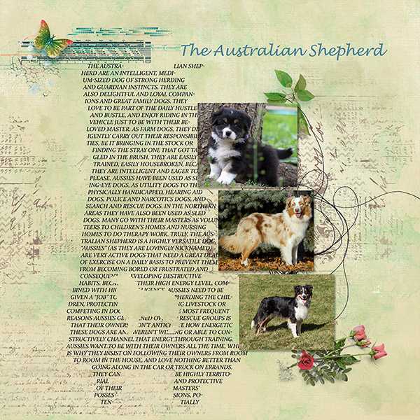 MOC 7, Australian Shepherd