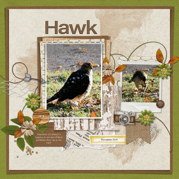 MOC 8 Day 12 Hawk