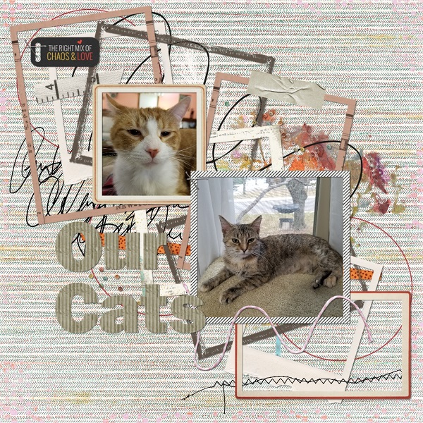 MOC 8 Day 3 - Our Cats
