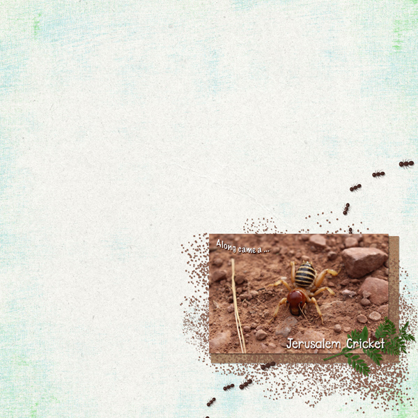 MOC 9 Jerusalem-Cricket