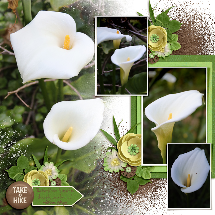 MOC D1 Earth NZ-Orokawa-Reserve-flowers