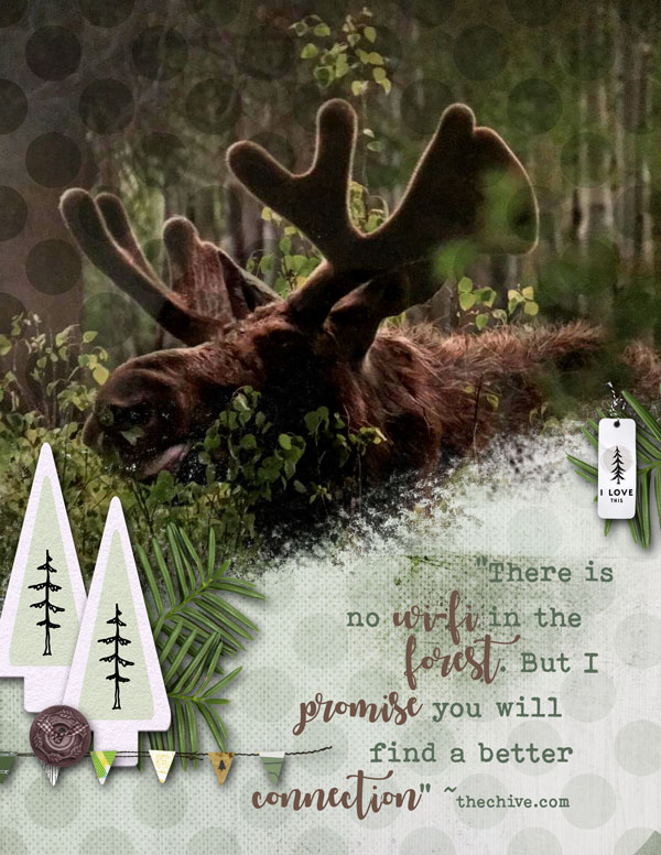 MOC Dqy 16 -Moose