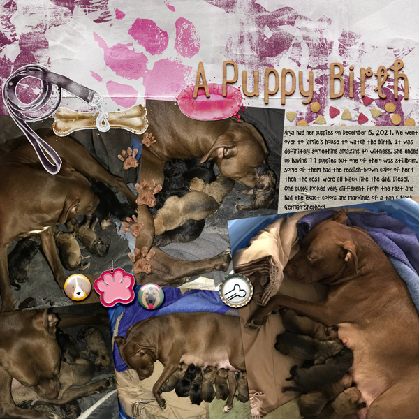 MOC10_15 A Puppy Birth