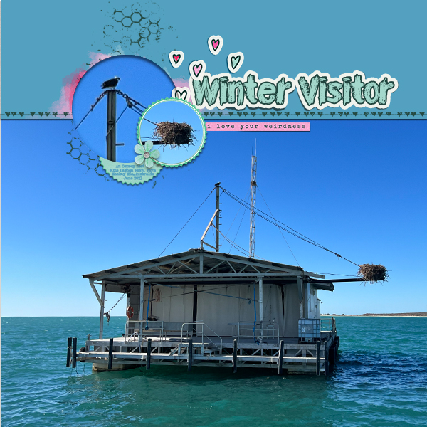 MOC12 22 - Large Photo with Pop Out: Winter Visitor