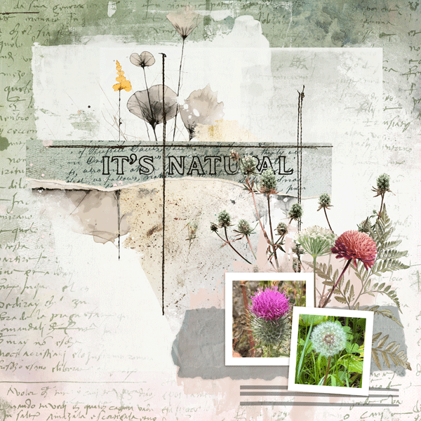 MOC13_Jan27_Combine2templates_janisn.gif