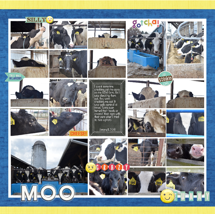 MOC6-7 20 Photo Collage Mosbaskets