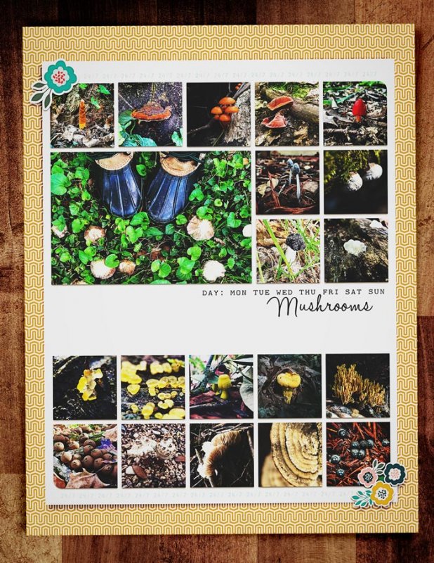 MOC6-7TwentyMushrooms