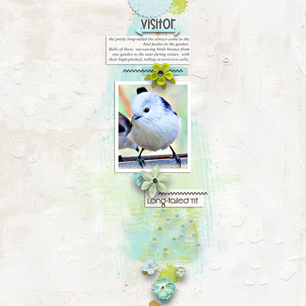 MOC_8_Day-4_long-tailed-Tit