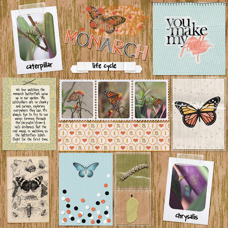 monarch butterfly life cycle