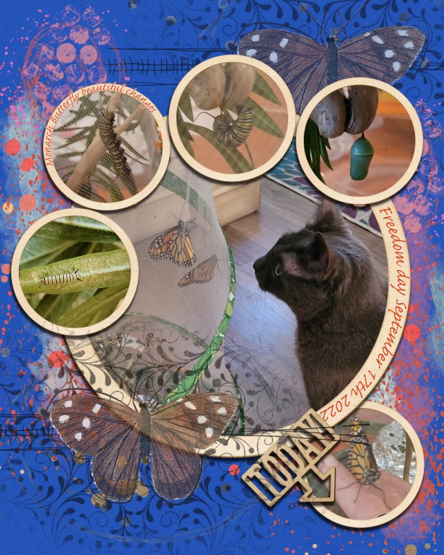 Monarch Butterfly Strange Ch-Ch-Changes.